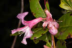 Chapman's rhododendron